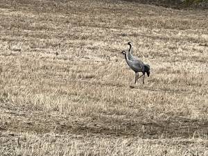 IMG_3291_original_copy_1_copy_2